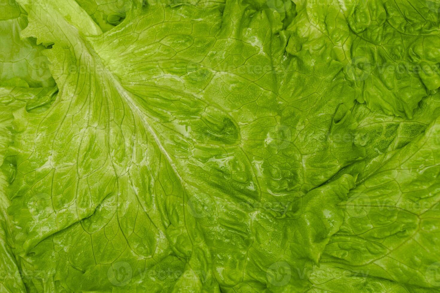 fresh green leaf lettuce. Closeup of green fresh lettuce, background photo