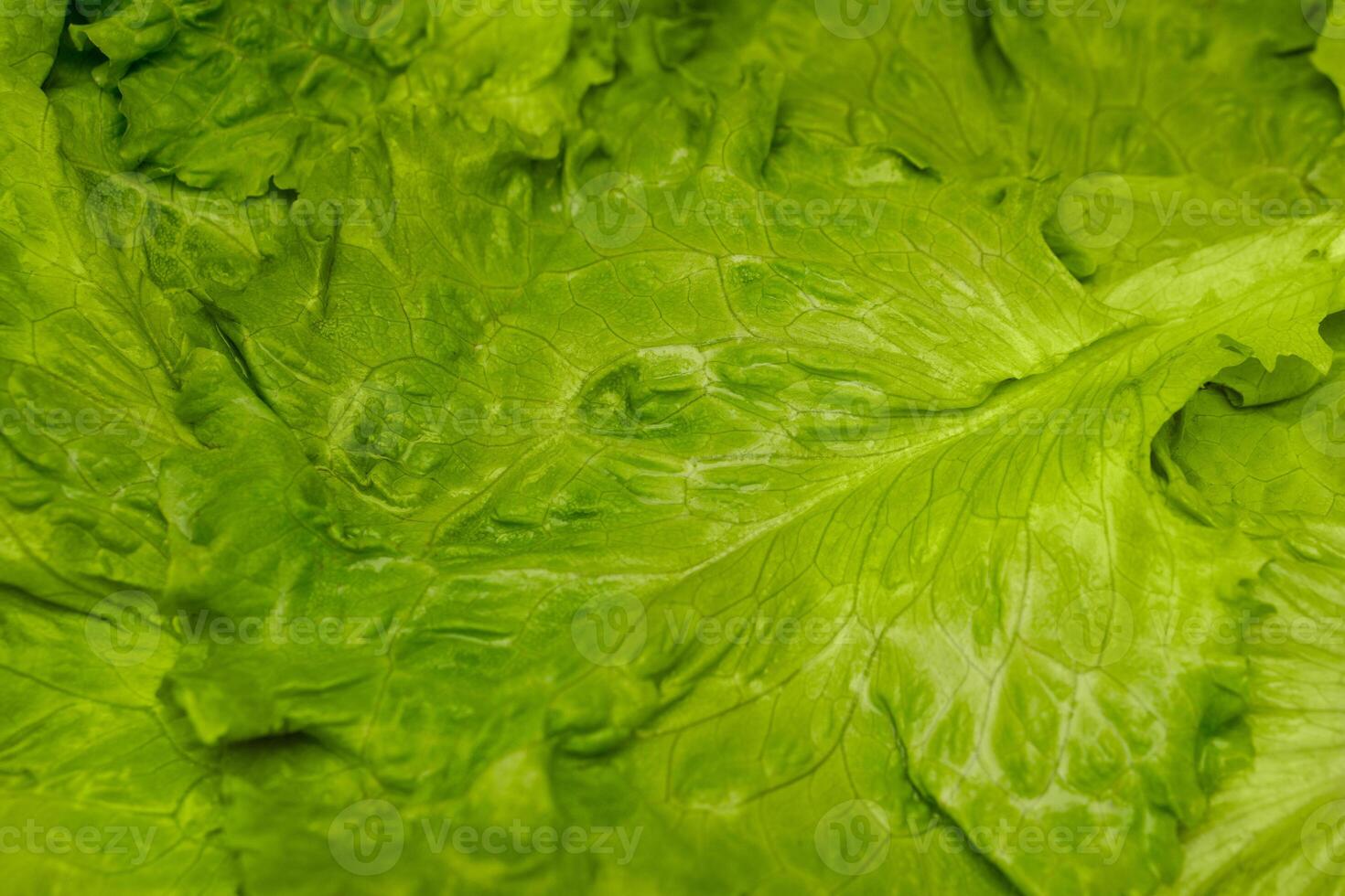 fresh green leaf lettuce. Closeup of green fresh lettuce, background photo