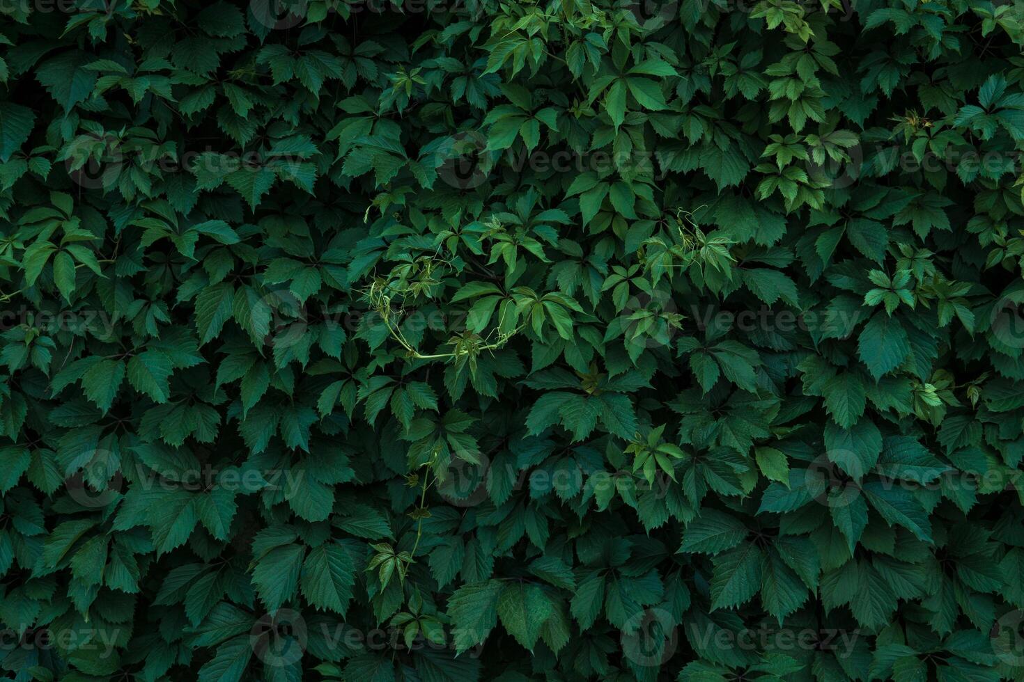 Fresh green leaves covering the wall. Natural green background from young green leaves. photo