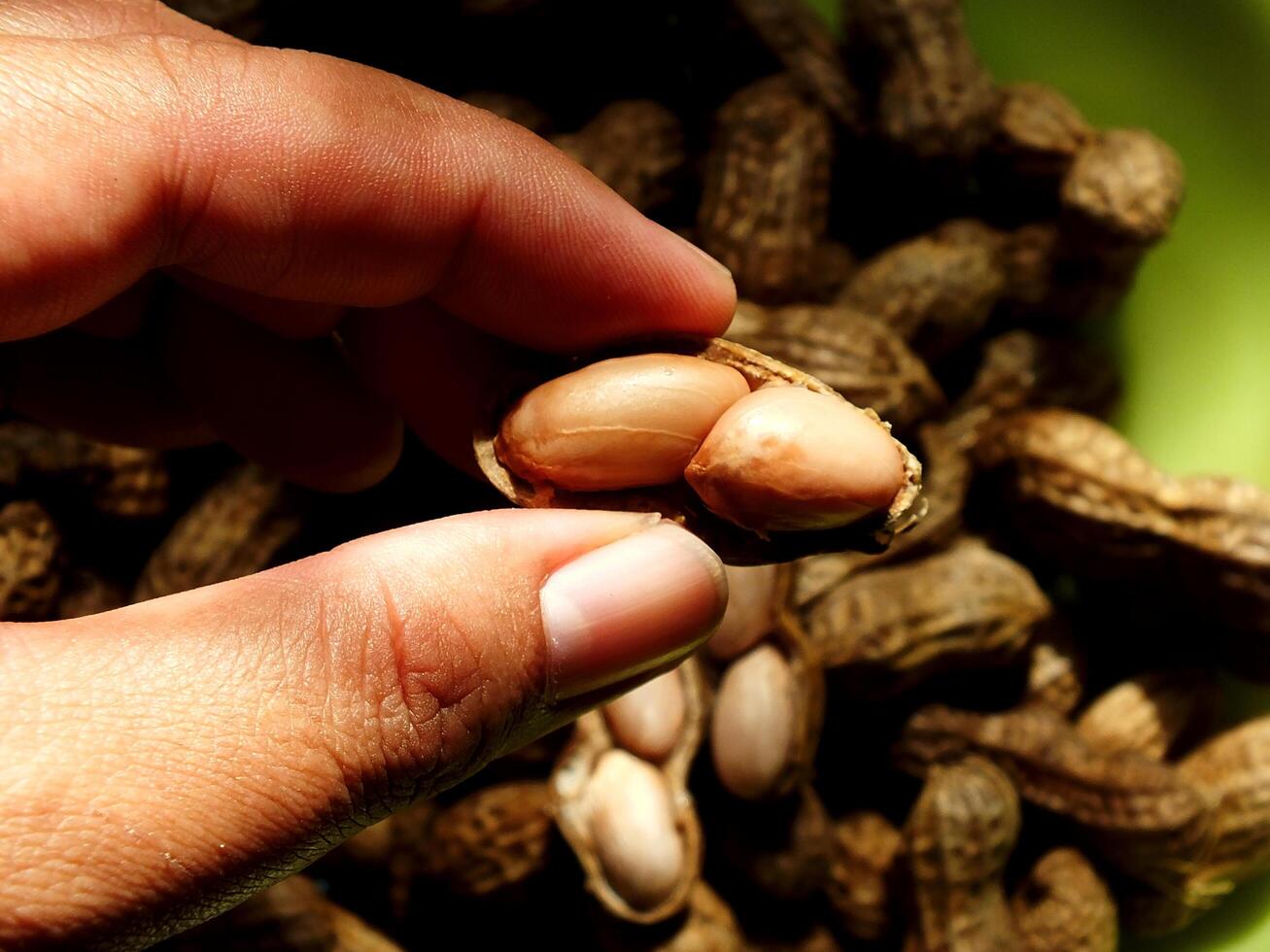 close up farmer hand holding a peanuts on green tray with dark background. Natural light from window. Harvesting, Agricultural concept photo