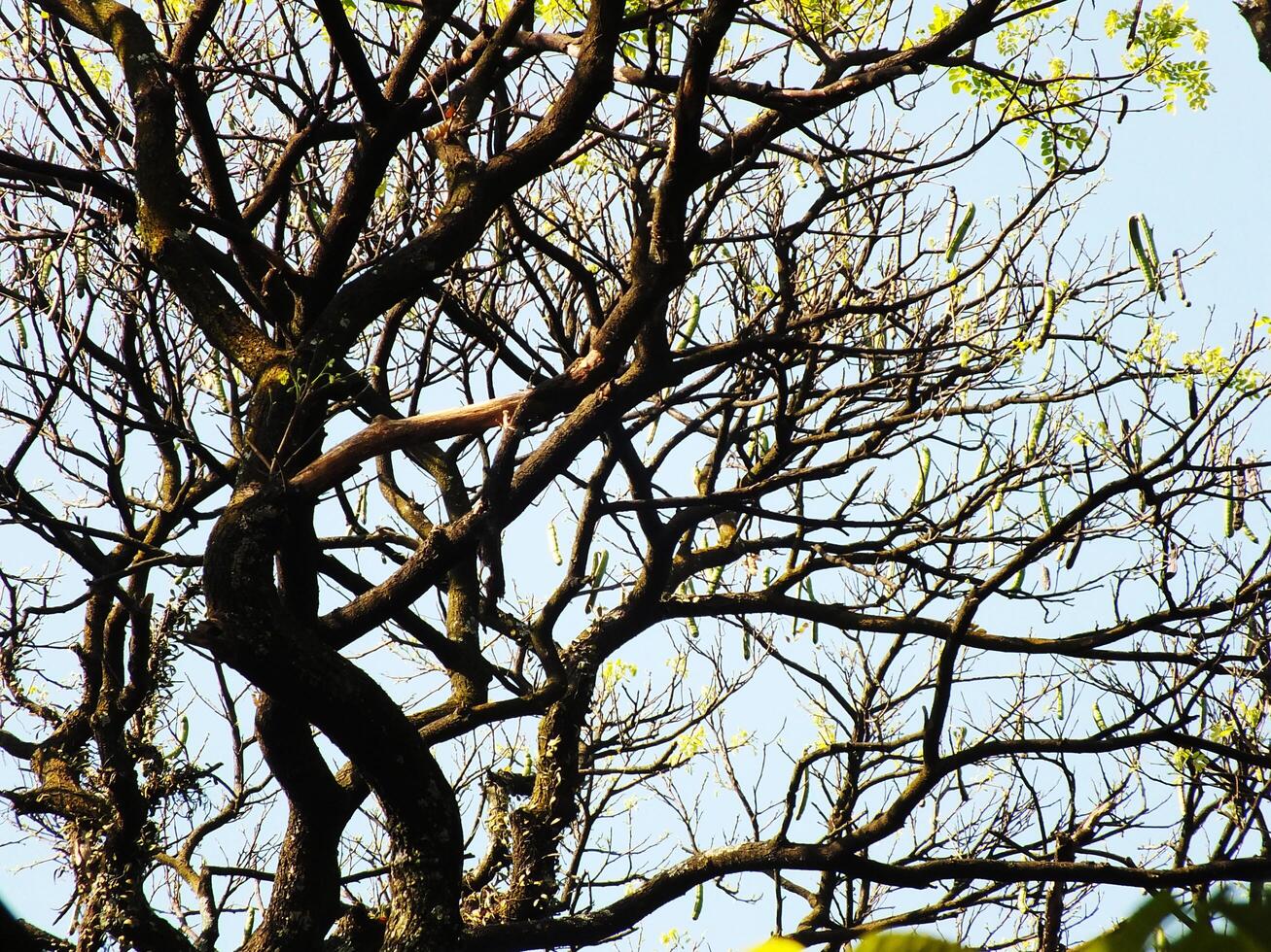 A tree with scattered leaves all over the branches is shown in the blue sky, creating the sense of a wild rain forest photo