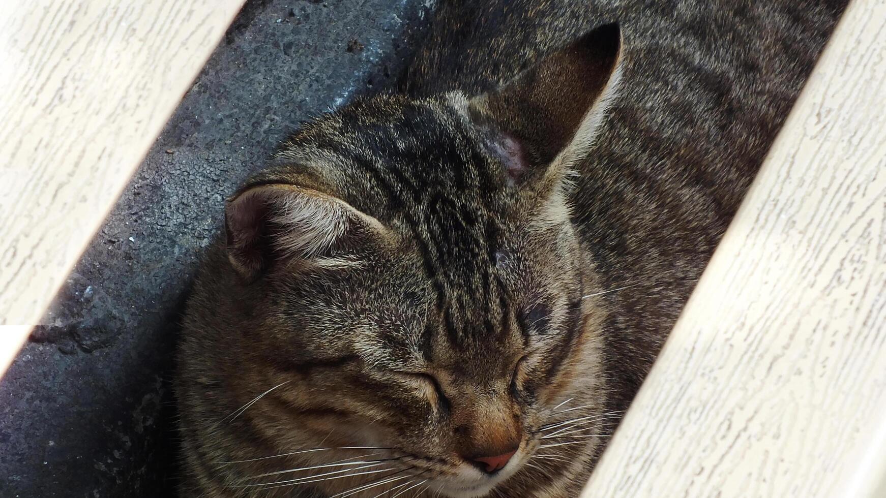 A cat is sleeping in a box. The cat is brown and white. The cat is curled up and has its eyes closed photo