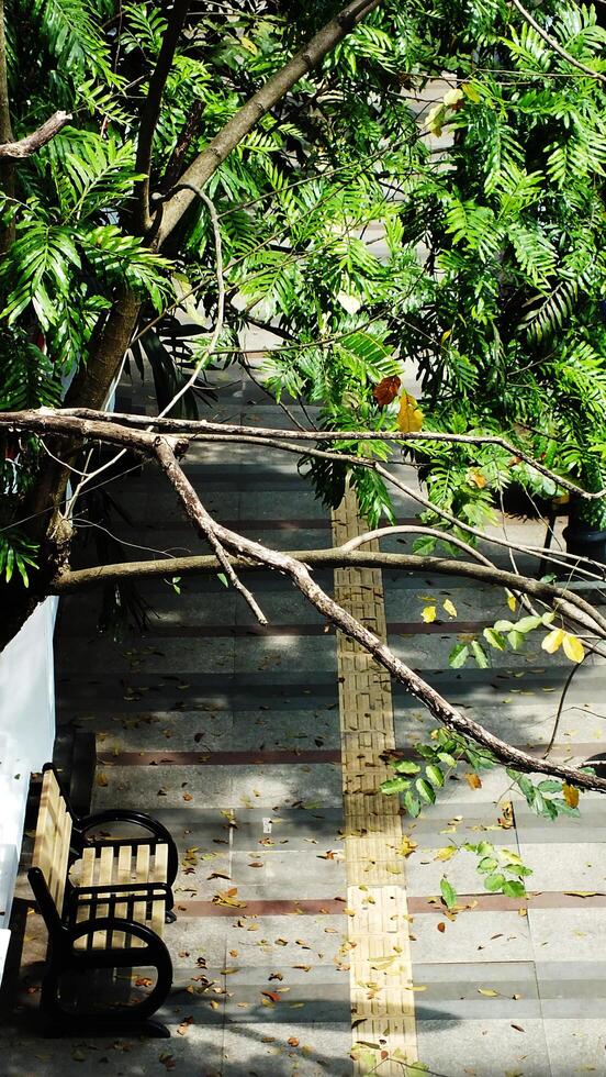 A tree branch is hanging overhead of a sidewalk with a bench underneath it. The tree is full of leaves and the bench is made of metal and wooden combination photo