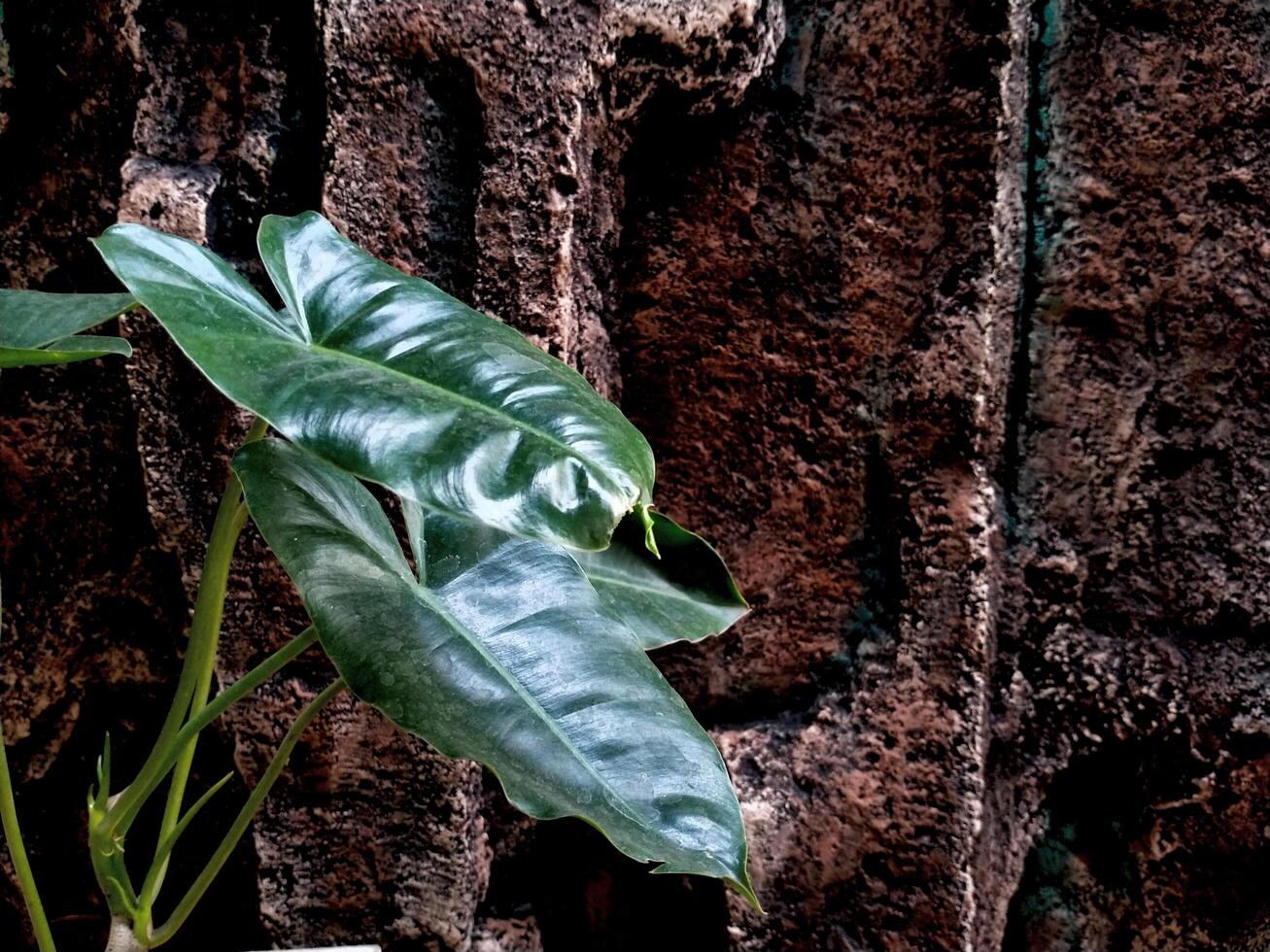 exotic ornamental philodendron plant isolated on decorative artificial rock stone wall garden. copy space for text photo