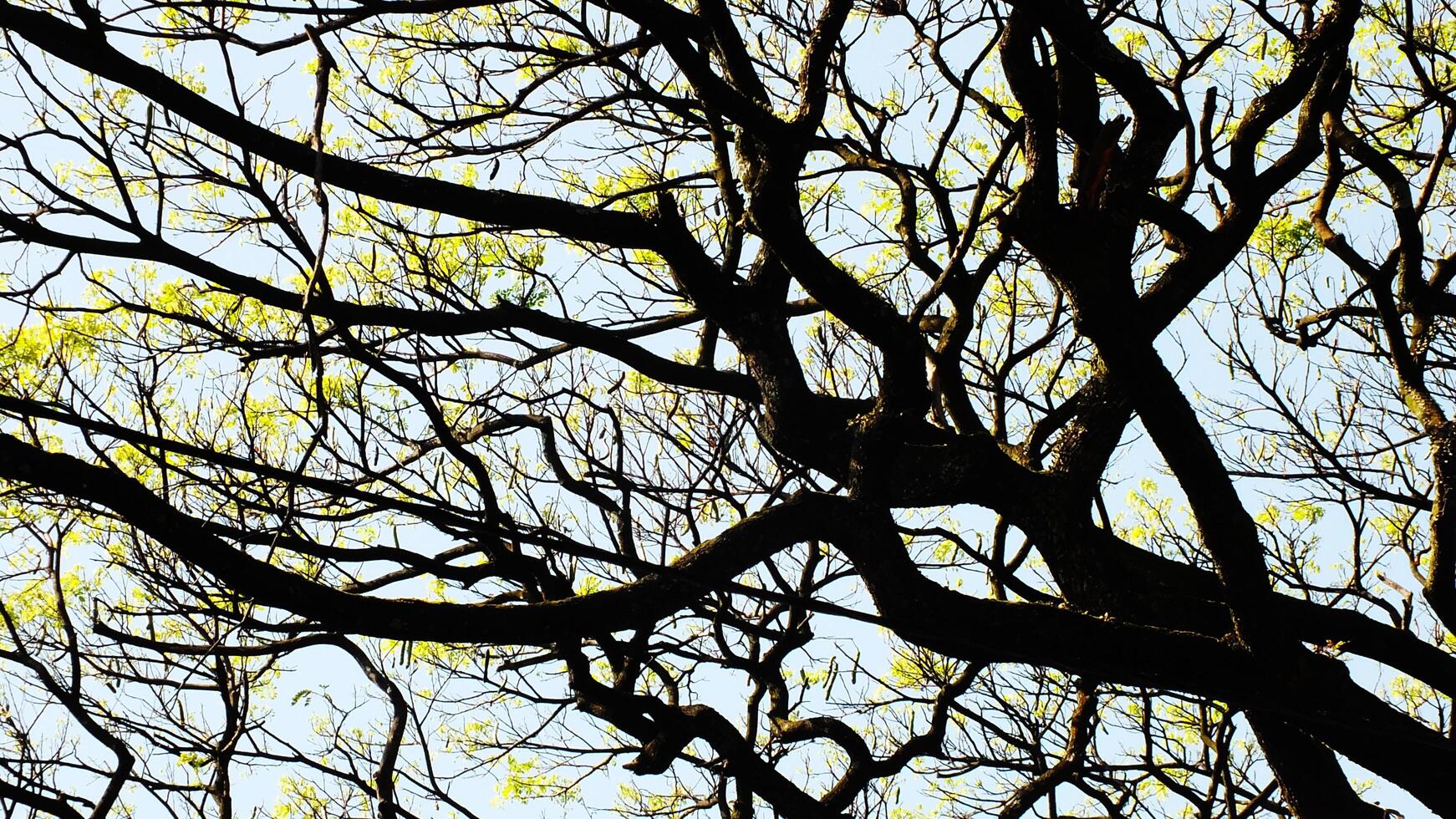 A tree with scattered leaves all over the branches is shown in the blue sky, creating the sense of a wild rain forest photo