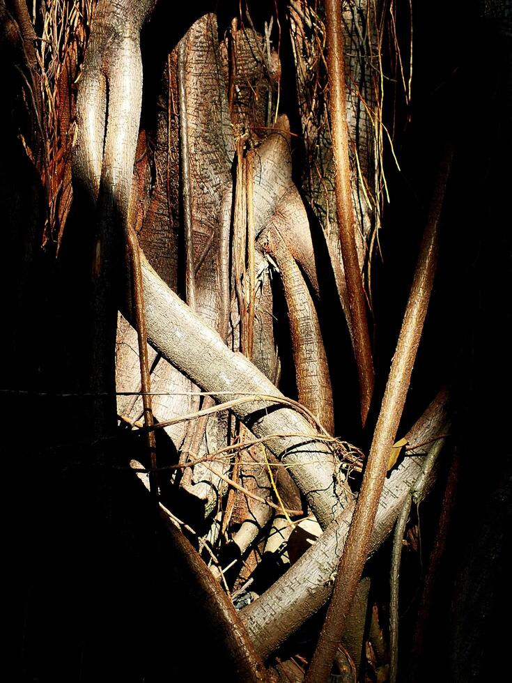 A tree with many branches. The branches are twisted and tangled, creating a sense of chaos and disorder giving the tree a wild photo