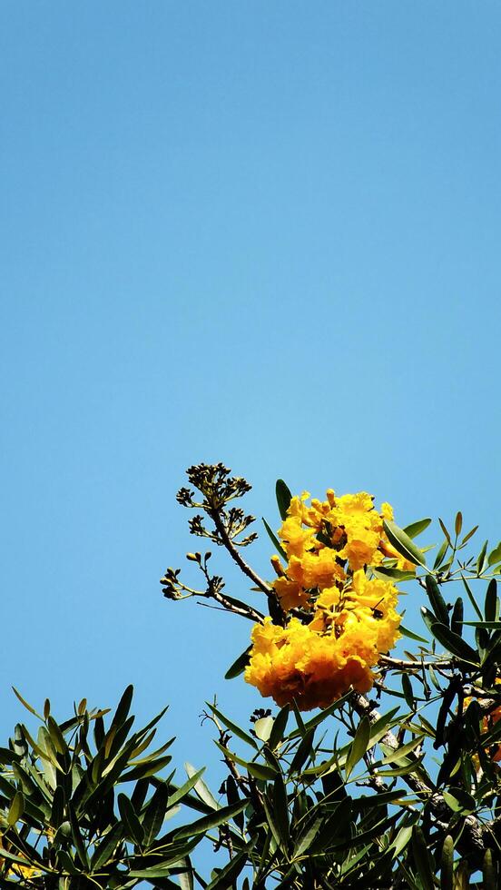 A tree with yellow flowers is in front of a blue sky. The sky is clear and bright, and the flowers are in full bloom. Copy space for text photo