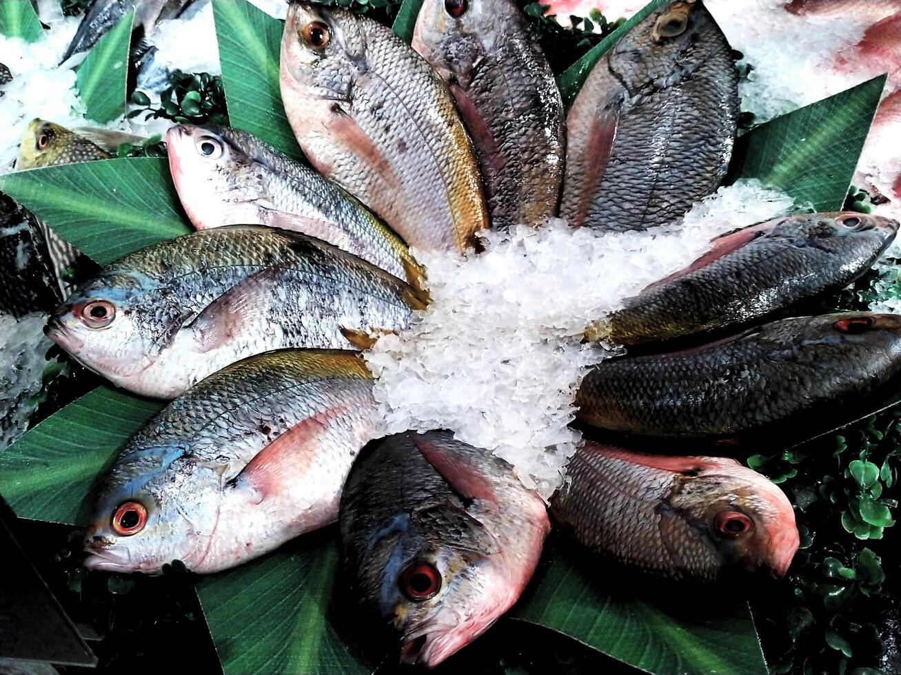 Variety of raw fresh fish chilled with ice and display it at the fish market stall. photo