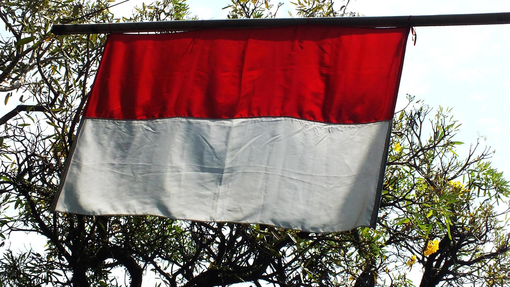 Indonesia flag Sang Merah Putih is hanging from a pole in front of tree background. The Hari Kemerdekaan. Independence Days photo