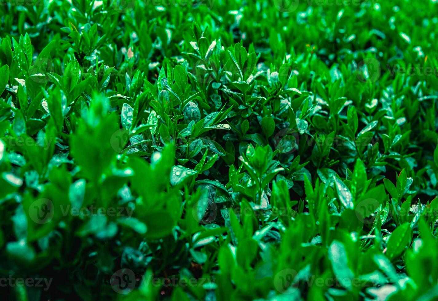 Close up of bush leaves with dew drops. Green background from wet leaves. Background for a poster about ecology. photo