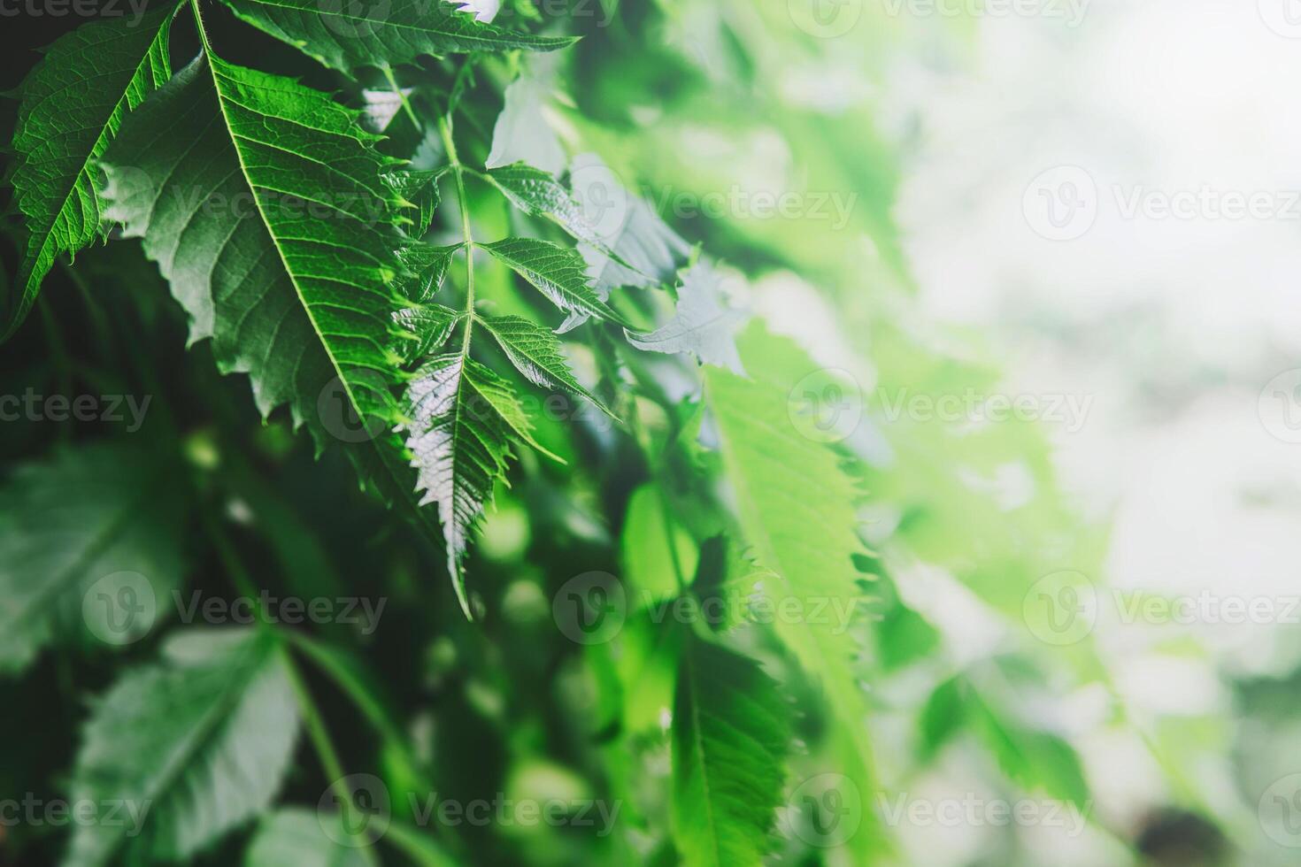 Fresh young green leaves of a shrub covered with water drops. photo