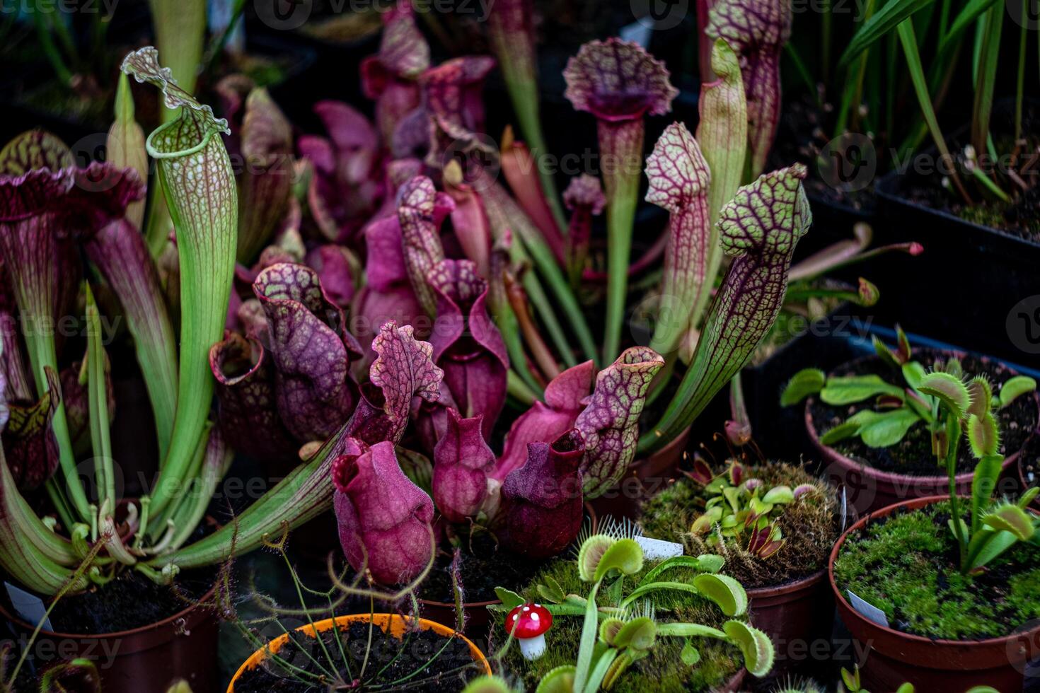 Closeup of a deep cavity pitfall traps of Sarracenia leucophylla. Bizarre almost alien-looking insect and flycatcher plant as banner or back photo