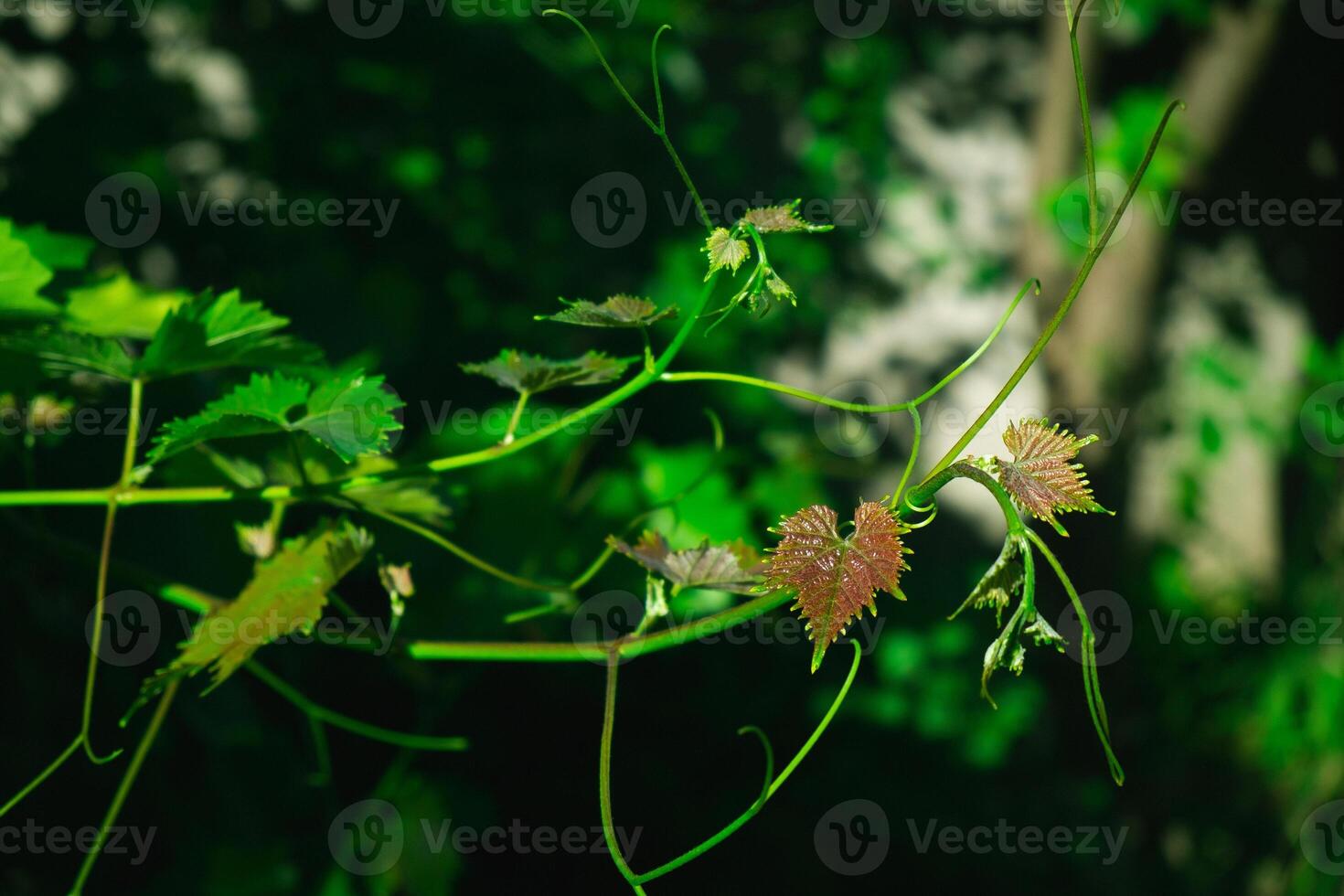 Leaves and shoots of young grapes. Natural green back. Visualization of youth and growth. photo