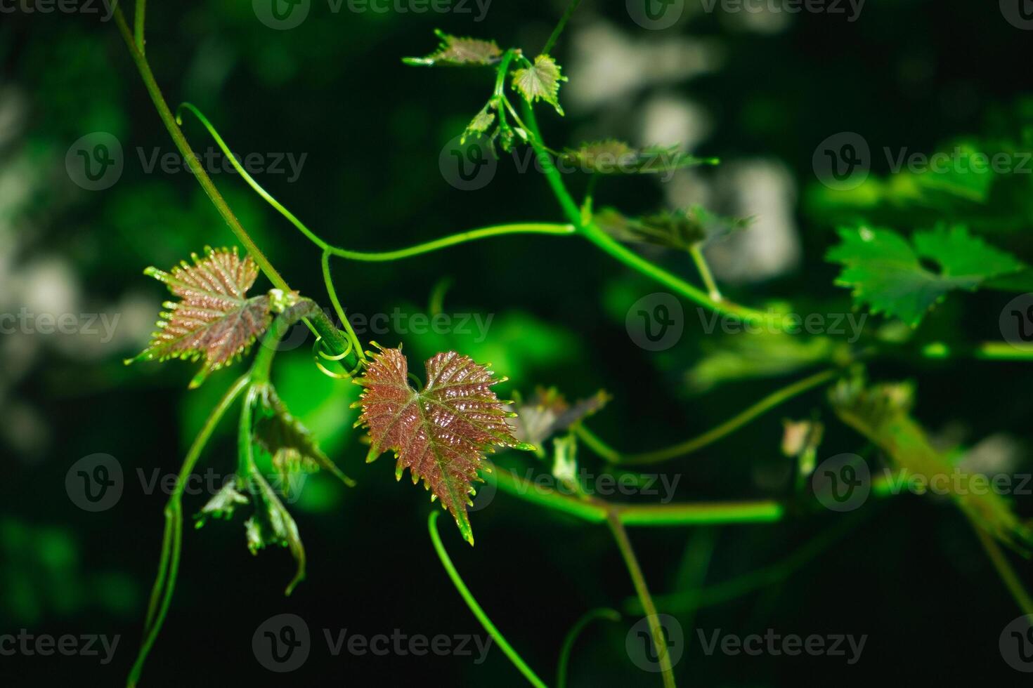 Leaves and shoots of young grapes. Natural green back. Visualization of youth and growth. photo
