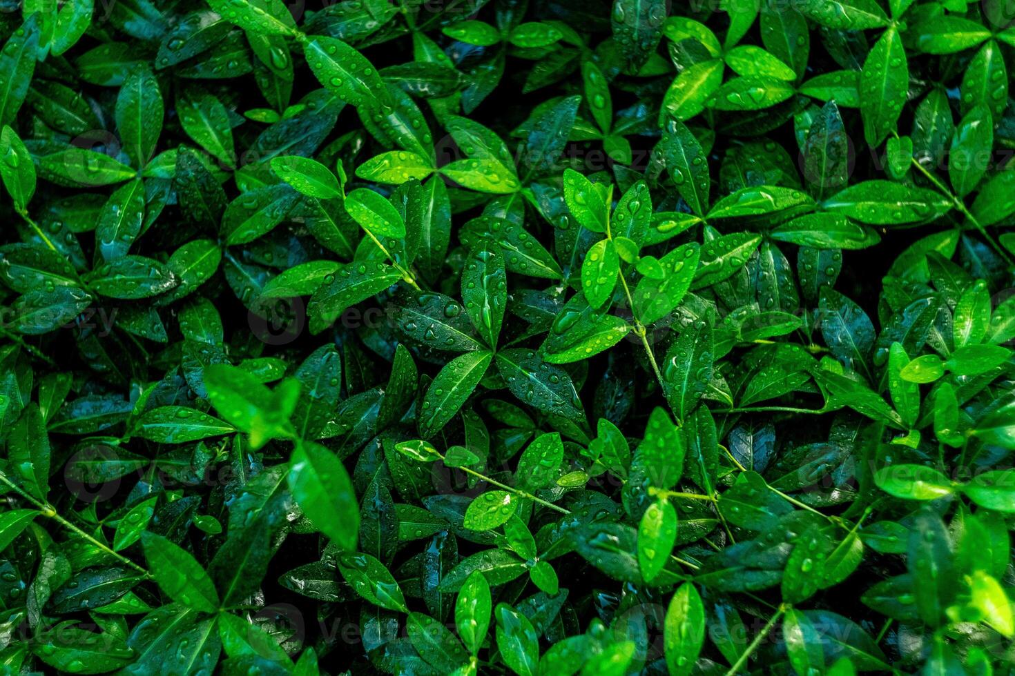 fresh green leaves background photo