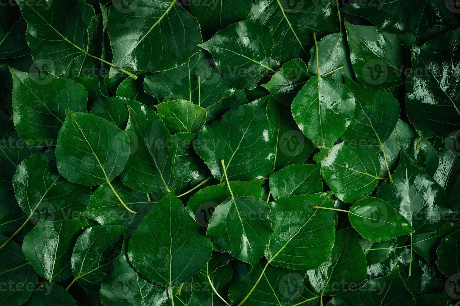 Background from fresh wet green leaves. Copy space for text on the topic of ecology. photo