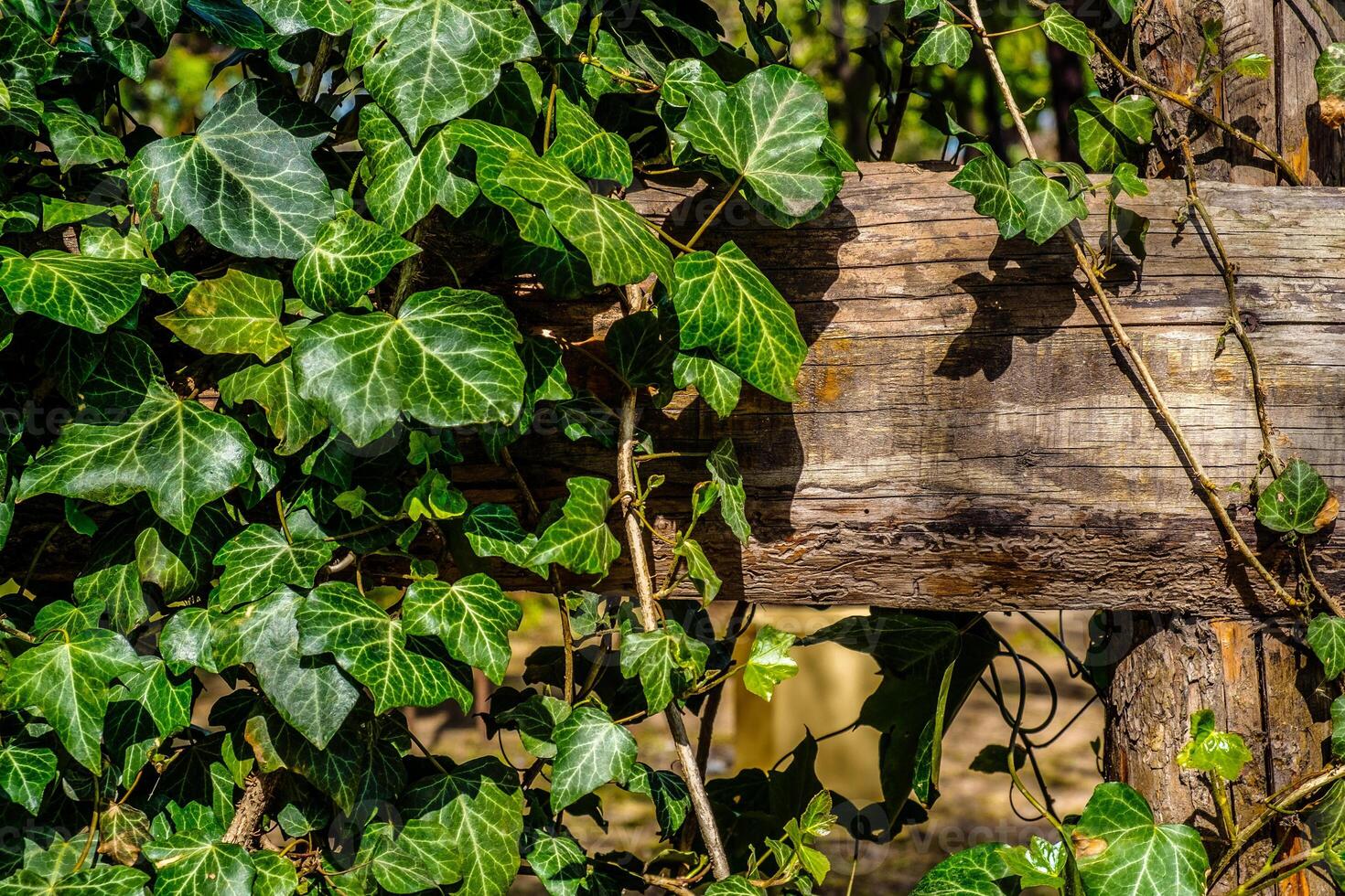 Green ivy leaves twining around a fence. Ivy leaves background. photo
