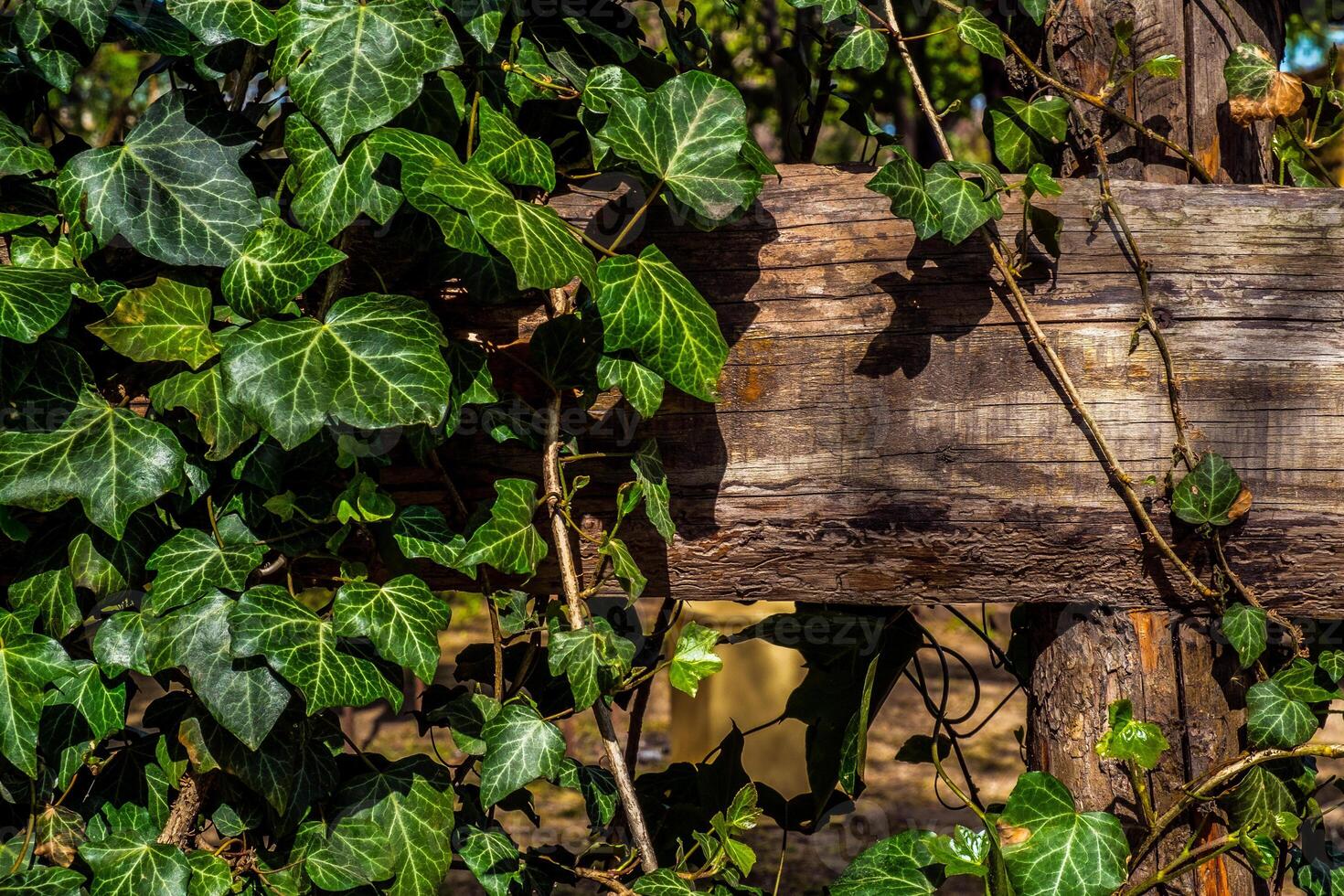 Ivy leaves around the board photo