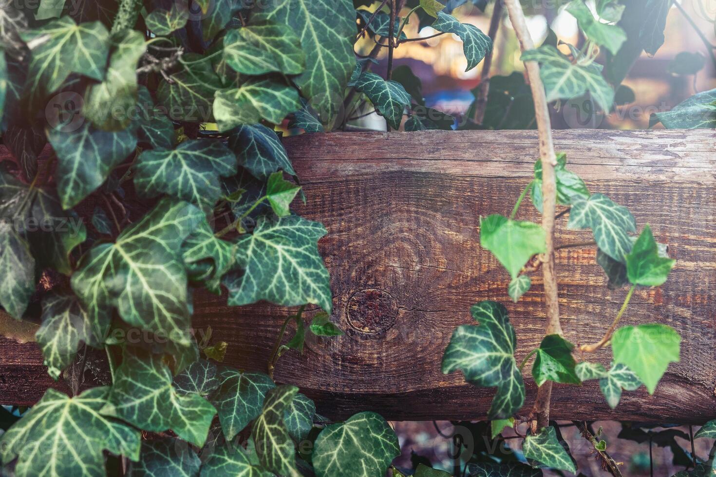 Ivy leaves around the board photo