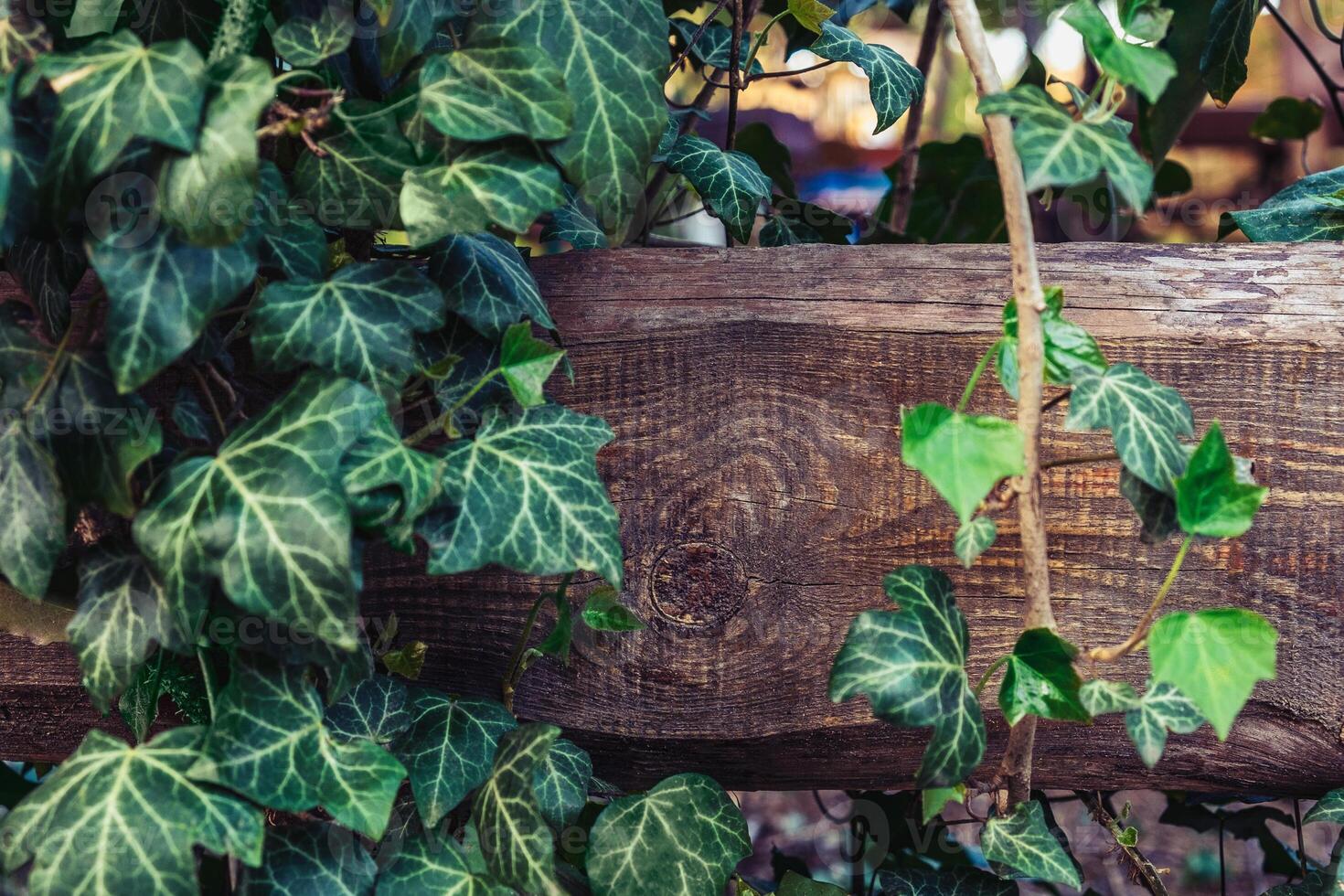 Ivy leaves around the board photo