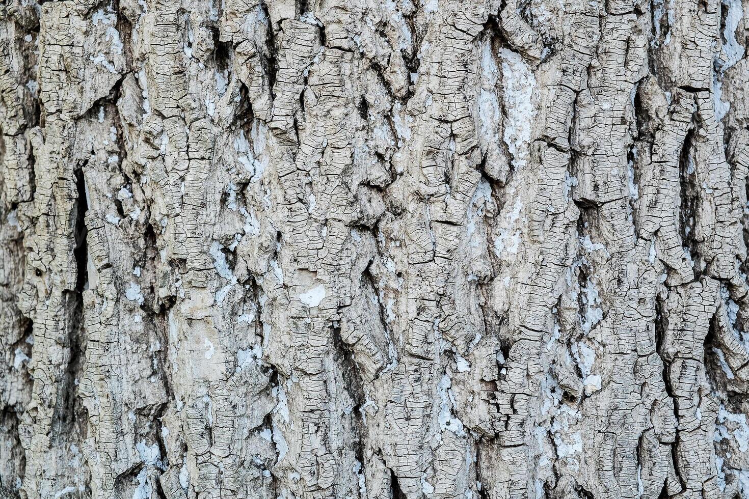 Tree bark texture. Natural wood background. photo