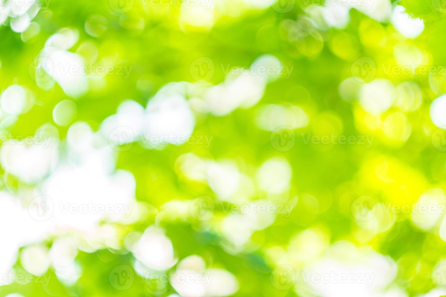 Blurred green backdrop photo