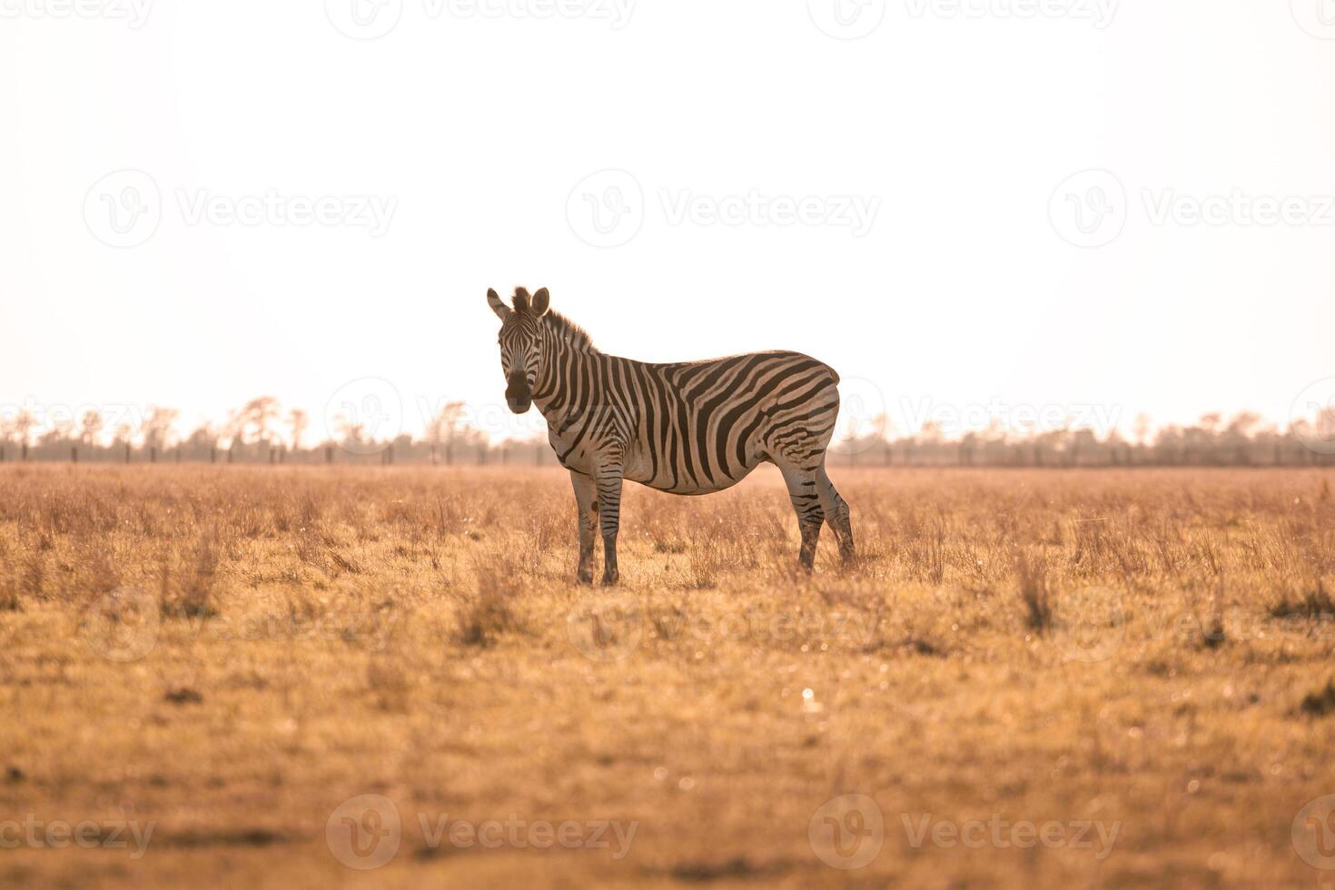 A zebra stands in the yellow grass in the rays of the setting sun. photo