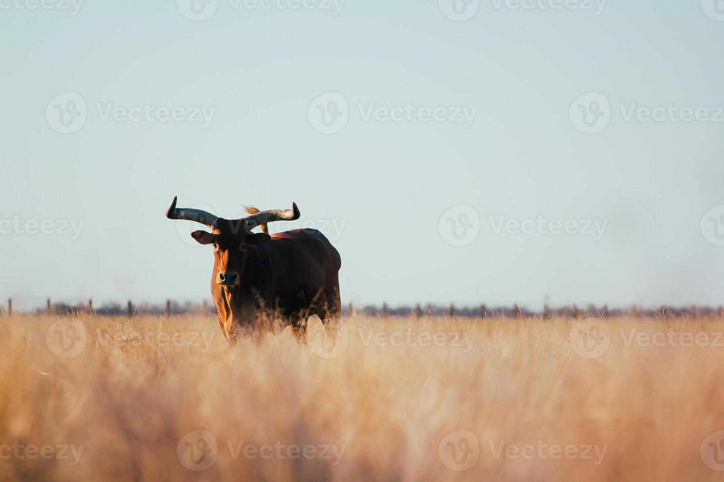 A bull with long horns stands knee-deep in yellow dry grass in a field. Light sky back. photo