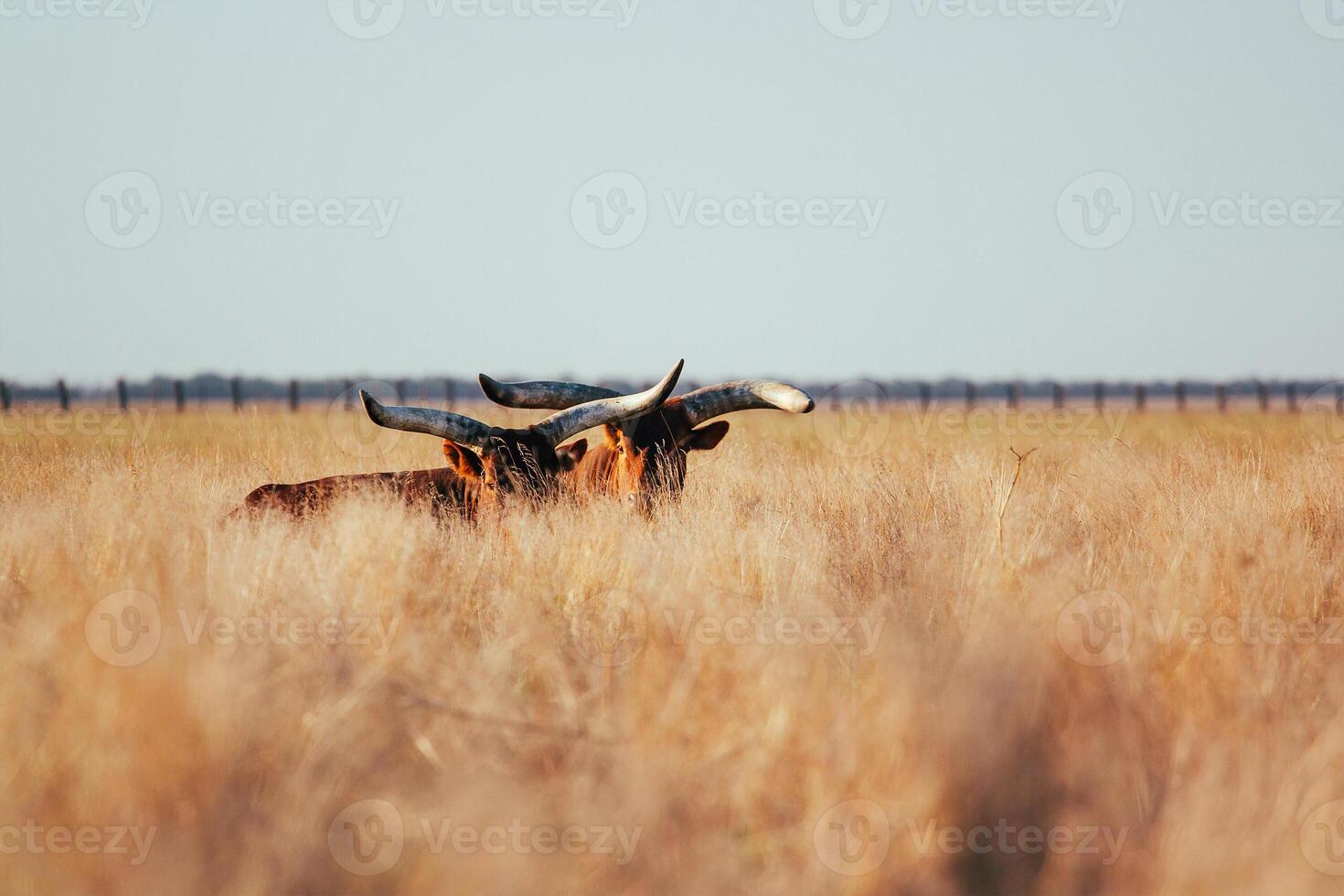 A bull with long horns stands knee-deep in yellow dry grass in a field. Light sky back. photo