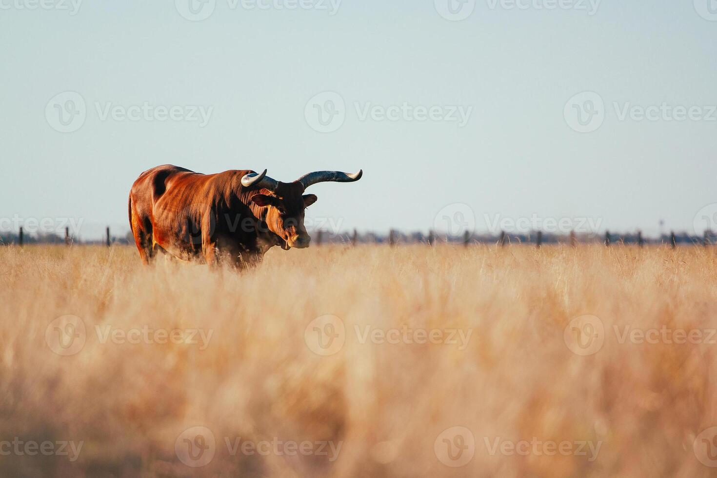 A bull with long horns stands knee-deep in yellow dry grass in a field. Light sky back. photo