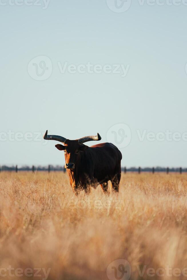 A bull with long horns stands knee-deep in yellow dry grass in a field. Light sky back. photo