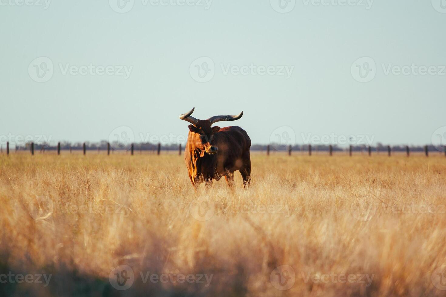 A bull with long horns stands knee-deep in yellow dry grass in a field. Light sky back. photo