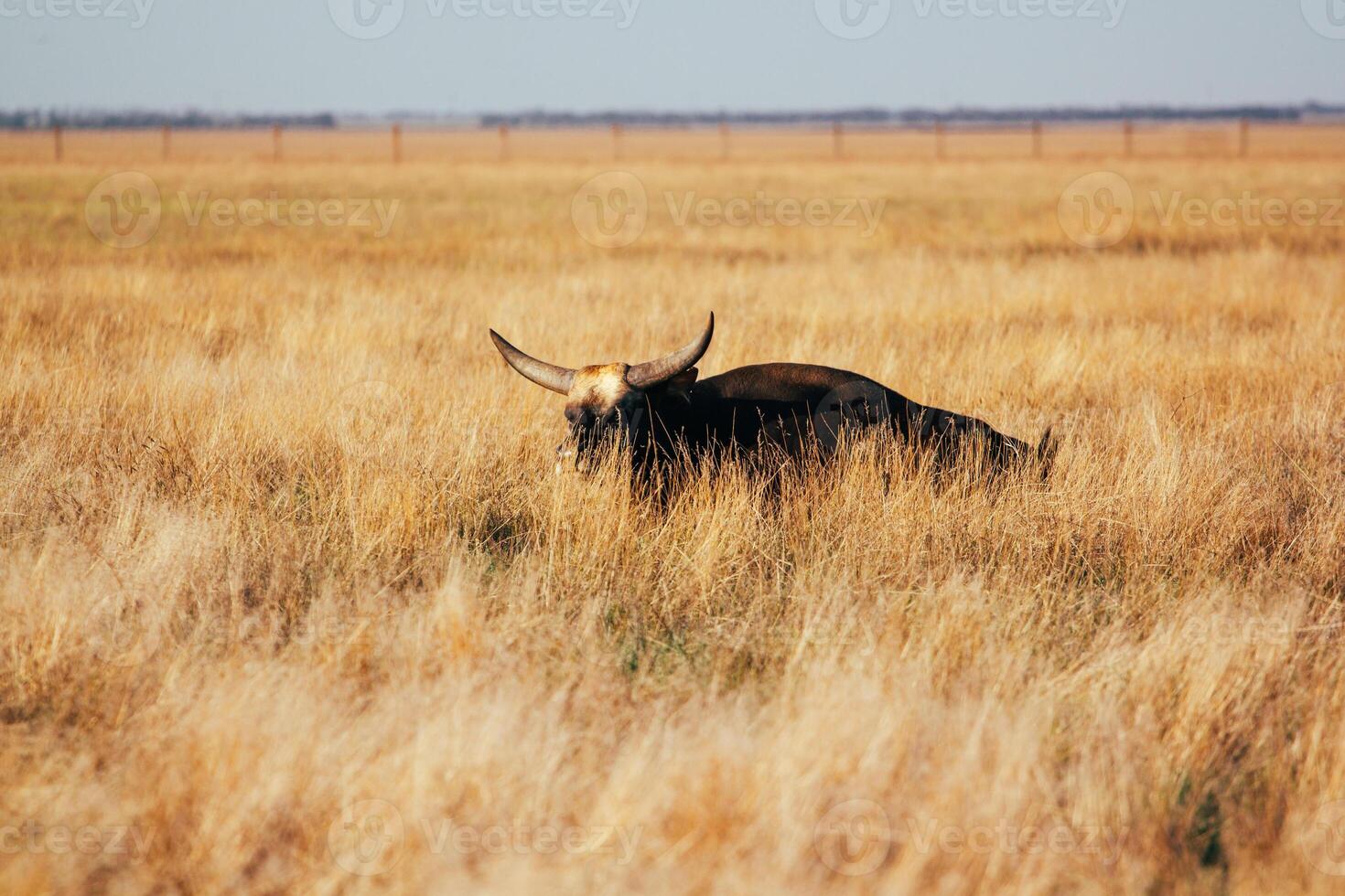 A bull with long horns stands knee-deep in yellow dry grass in a field. Light sky back. photo