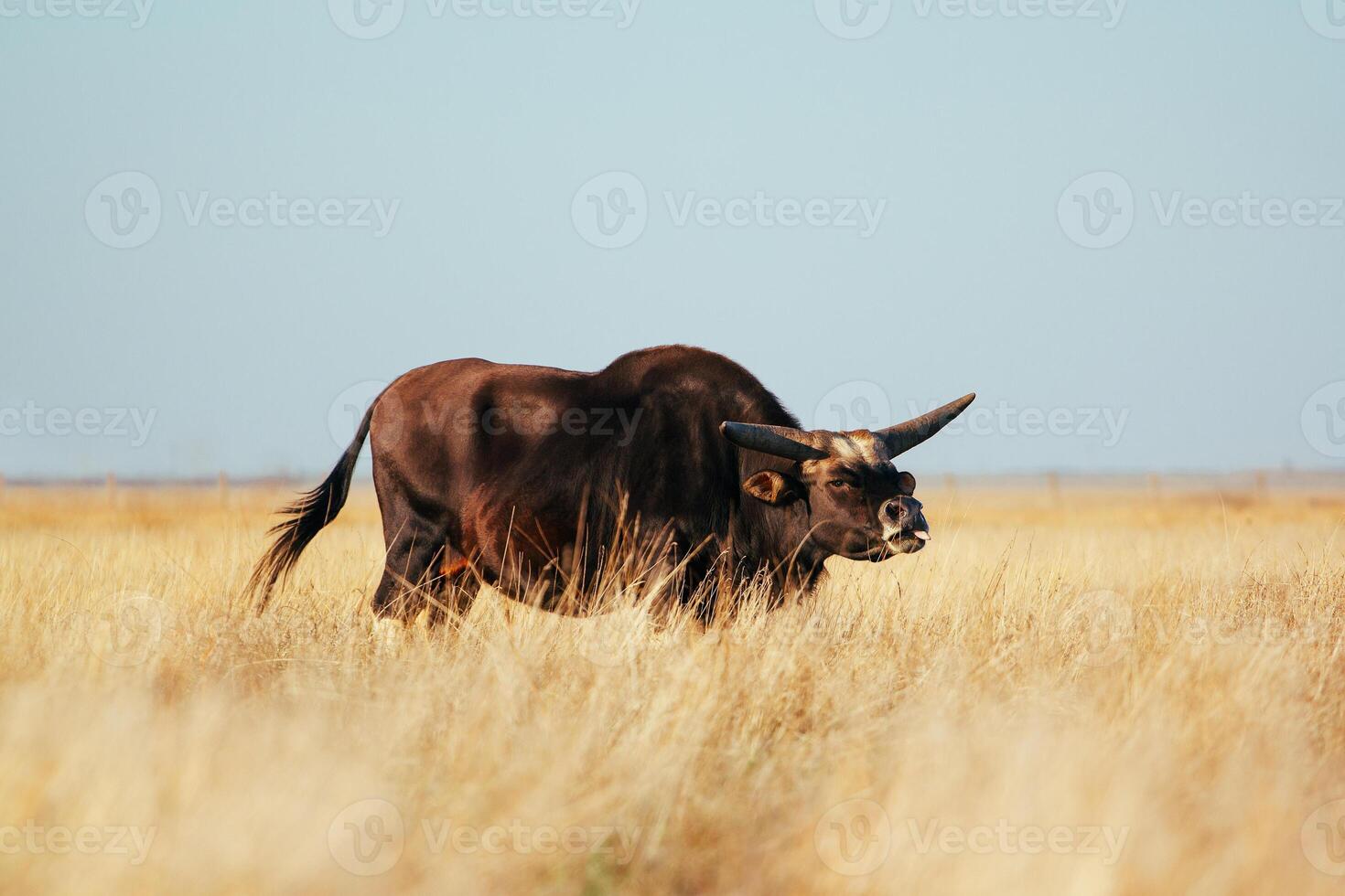 A bull with long horns stands knee-deep in yellow dry grass in a field. Light sky back. photo
