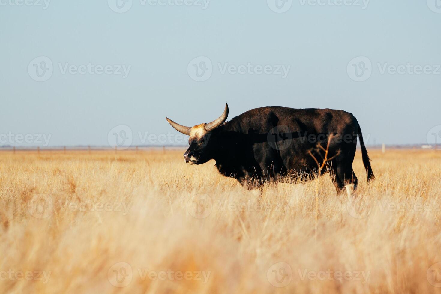 A bull with long horns stands knee-deep in yellow dry grass in a field. Light sky back. photo