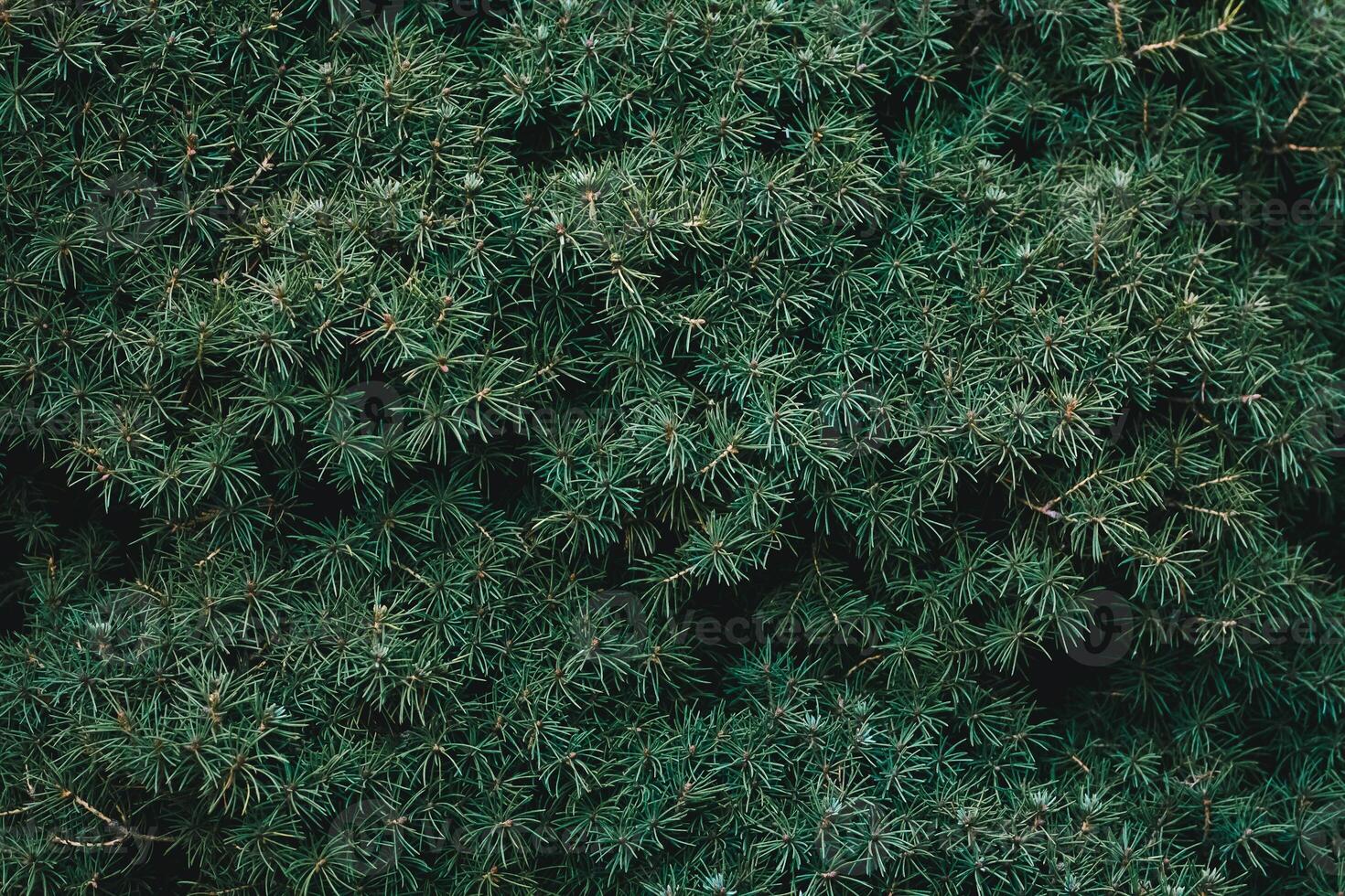 Christmas fir tree background with copy space. Fir tree branches texture. photo