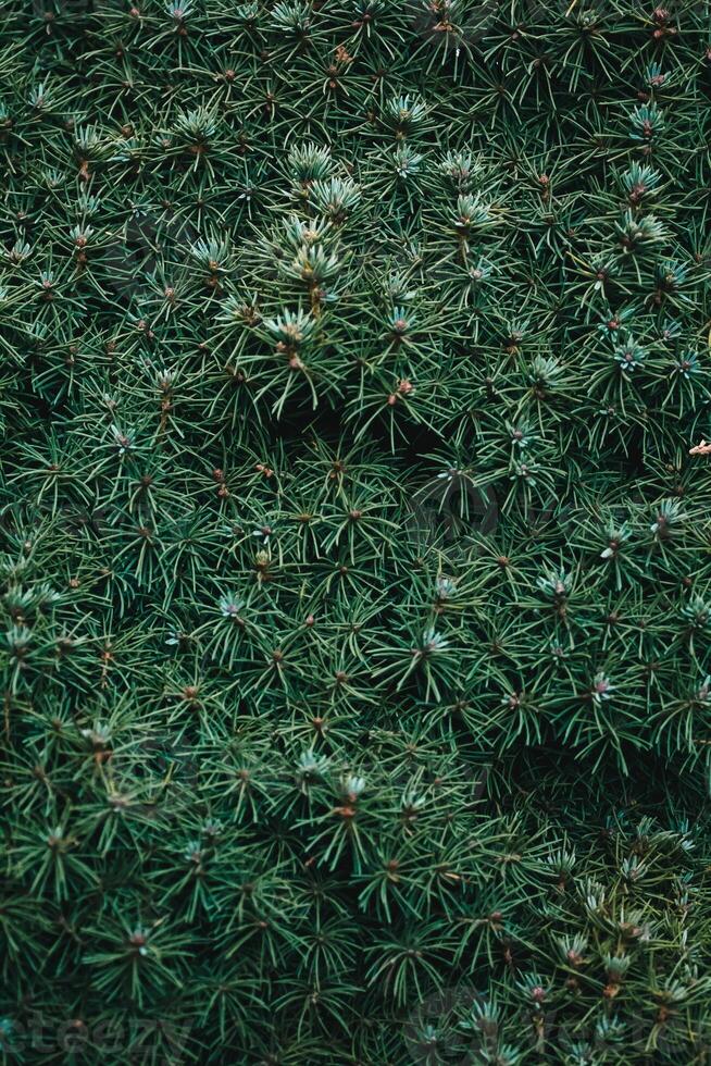 Christmas fir tree background with copy space. Fir tree branches texture. photo