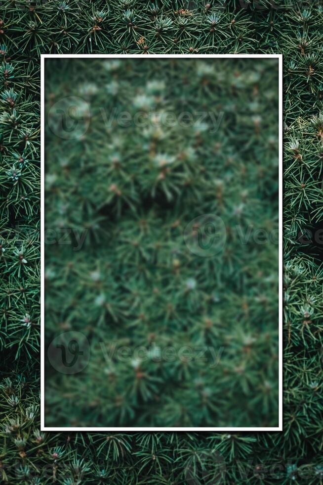 Christmas fir tree background with copy space. Fir tree branches texture. photo