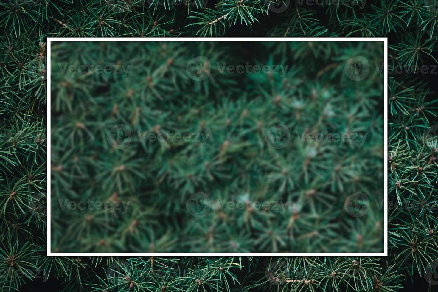 Christmas fir tree background with copy space. Fir tree branches texture. photo