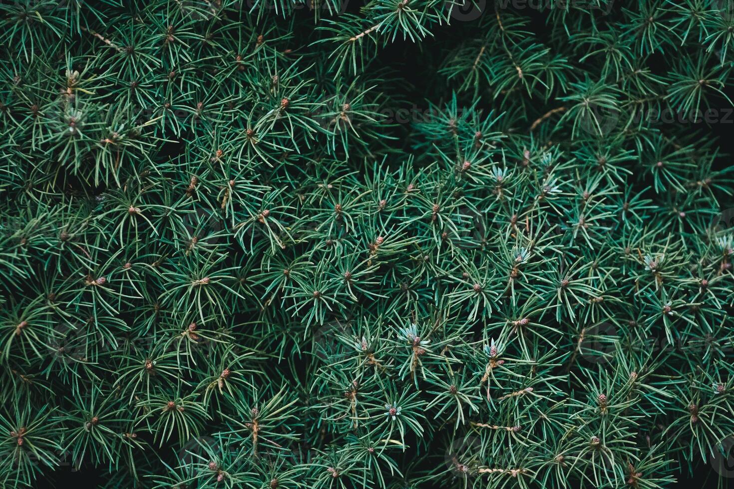 Christmas fir tree background with copy space. Fir tree branches texture. photo