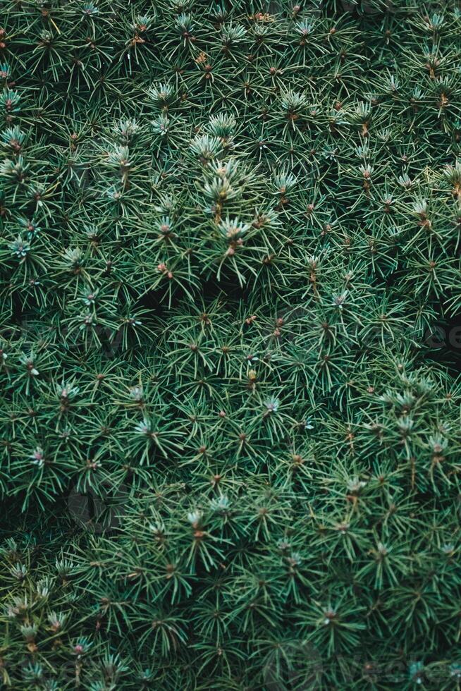 Christmas fir tree background with copy space. Fir tree branches texture. photo