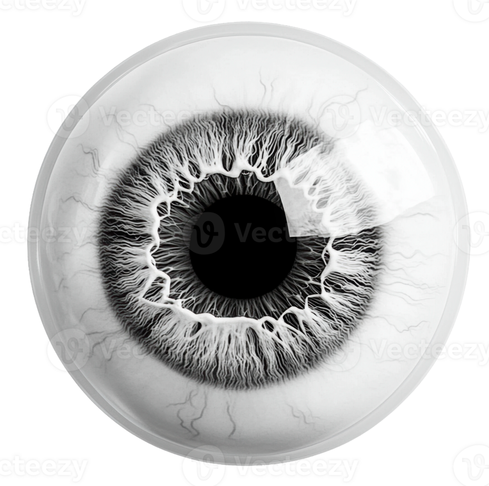Detailed close-up of a human eye structure, cut out - stock . png