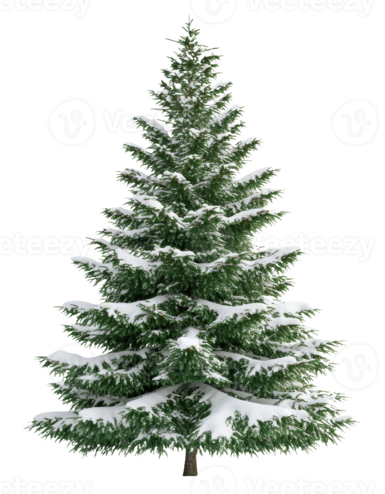 Snow-covered evergreen tree in winter setting, cut out - stock . png