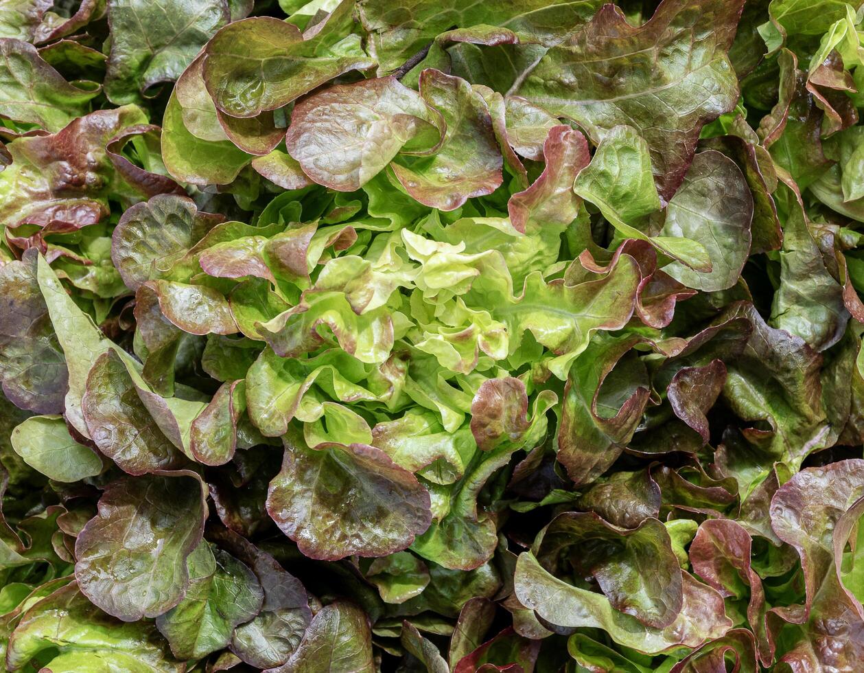 Close up Green oak lettuce organic vegetables photo