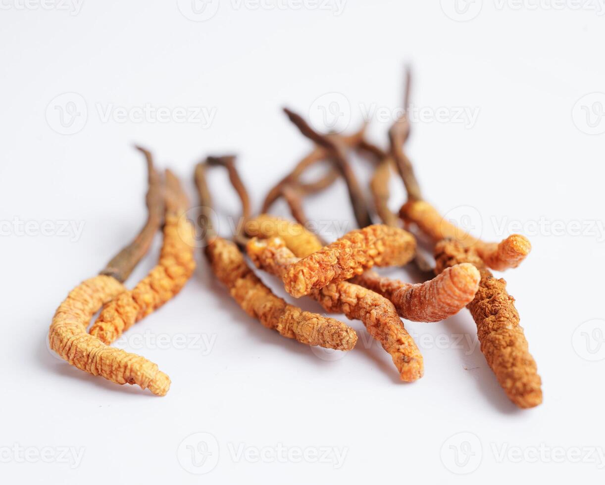 Cordyceps sinensis or Ophiocordyceps sinensis isolated on white background, mushroom herb treatment medicine. photo