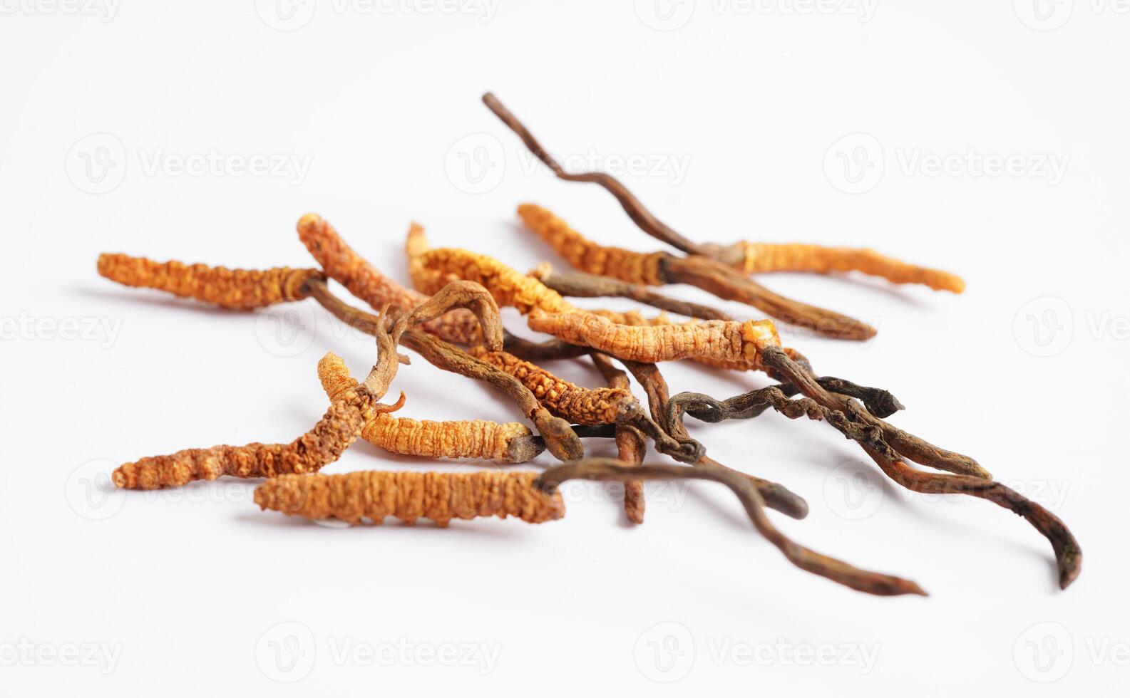 Cordyceps sinensis or Ophiocordyceps sinensis isolated on white background, mushroom herb treatment medicine. photo