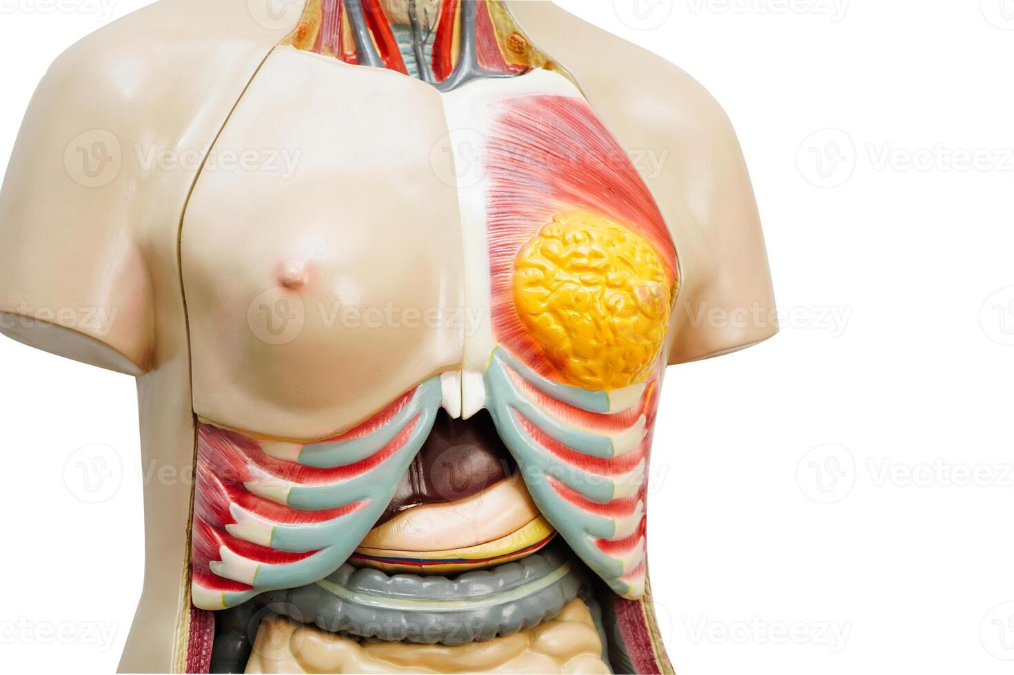 Human breast model anatomy isolated on white background with clipping path. photo