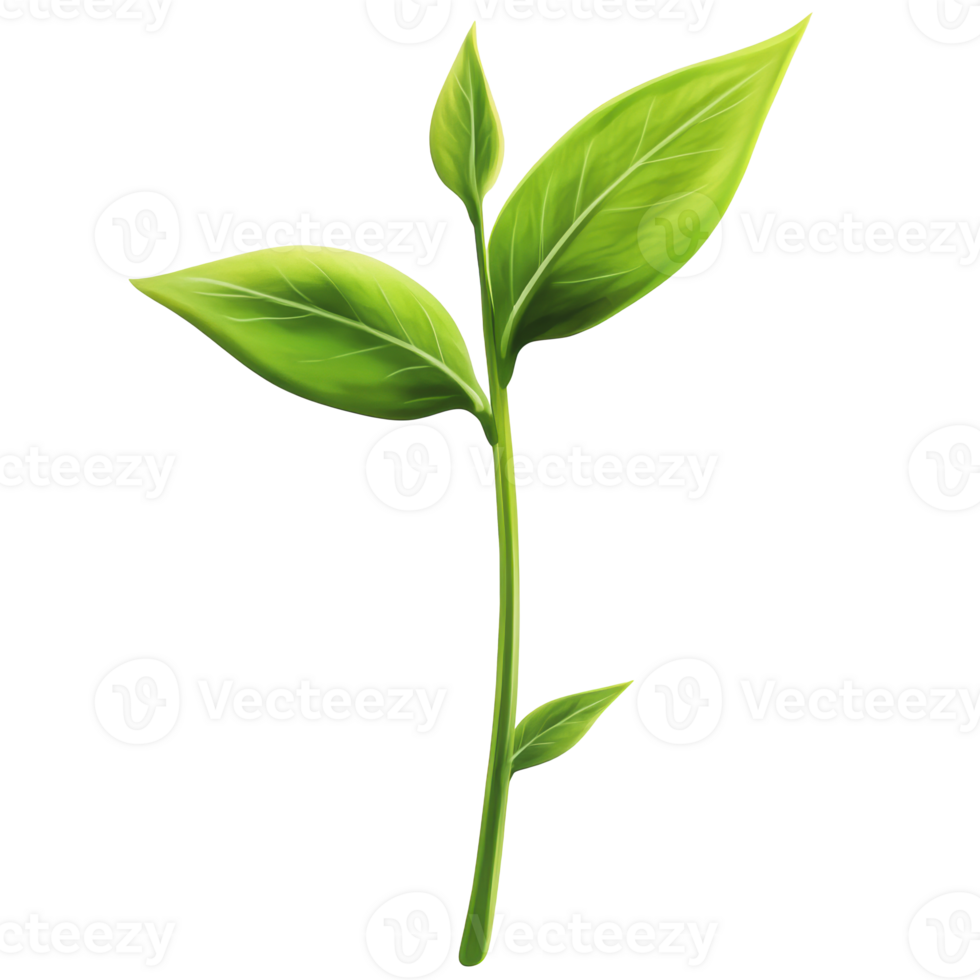 Green plant sprouting with vibrant leaves png