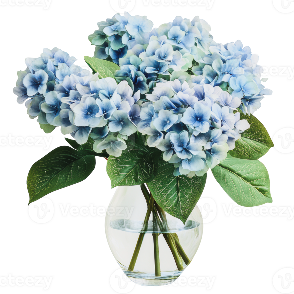Blue hydrangeas in a clear glass vase png