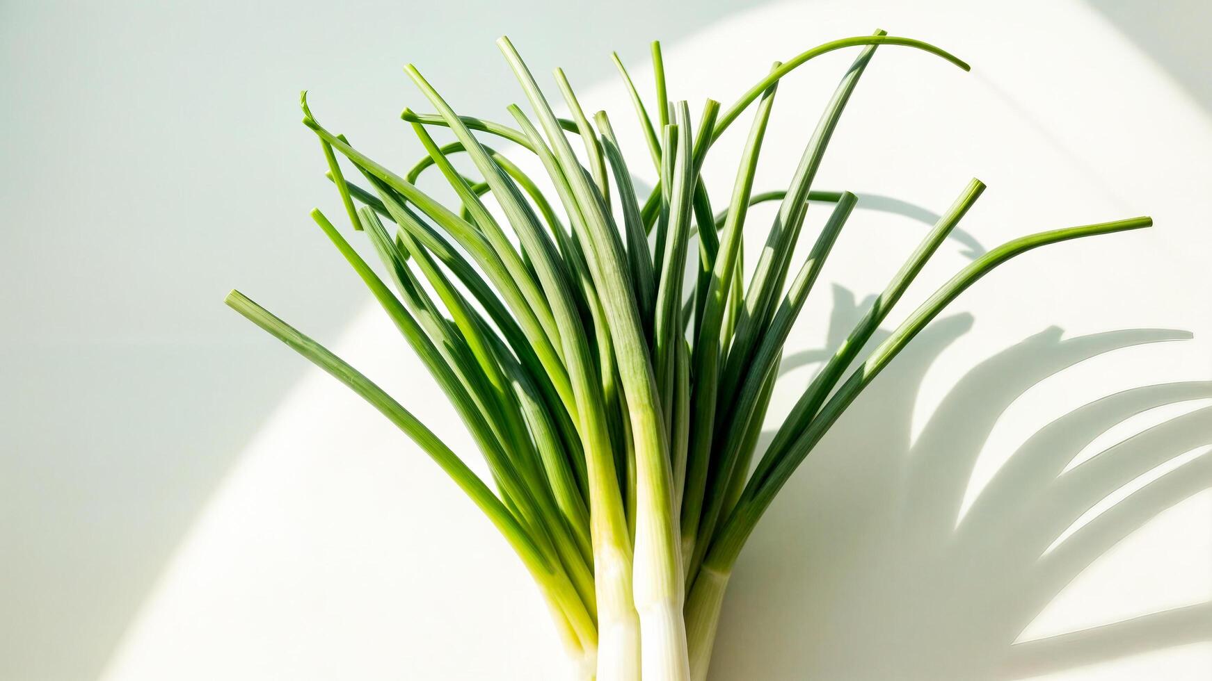 Bunch spring green onions are placed on white table. Lighting is coming from side. photo